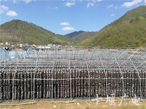 吊袋木耳种植技术视频怎么学？-图2