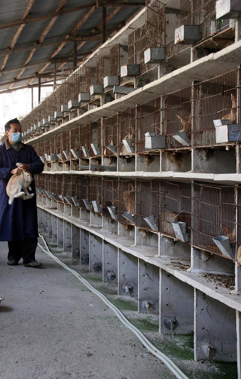 野兔养殖技术难点有哪些？-图2