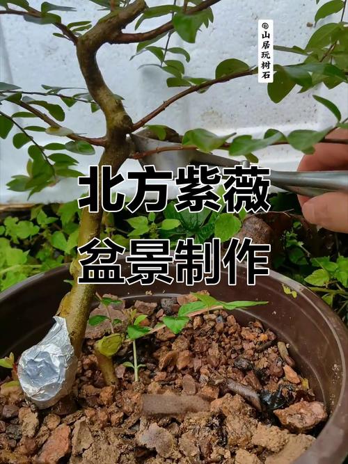 紫薇老枝扦插视频，关键技术要点有哪些？-图2