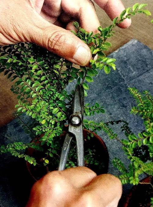 紫薇老枝扦插视频，关键技术要点有哪些？-图3