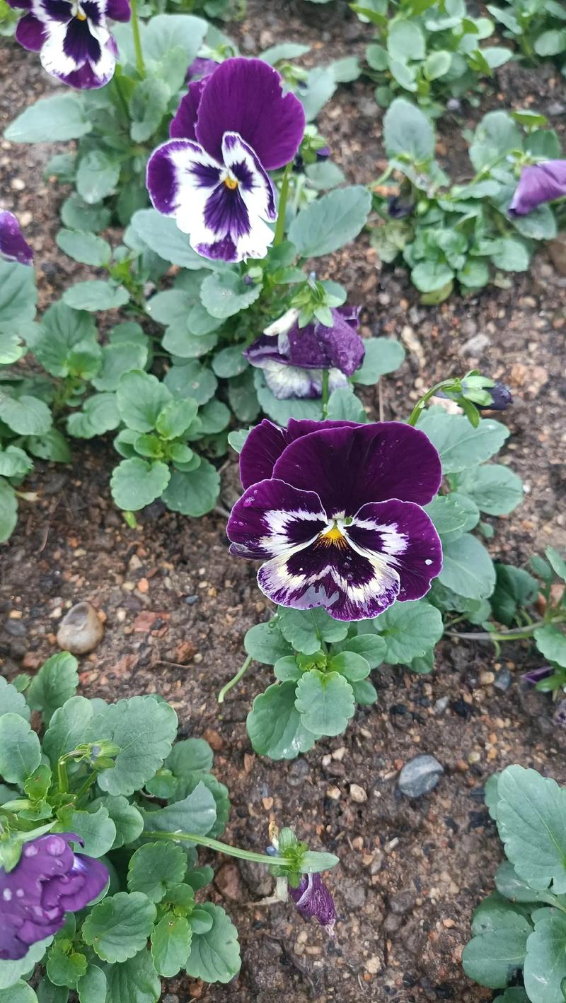 三色堇哪种品种颜值最高？-图1