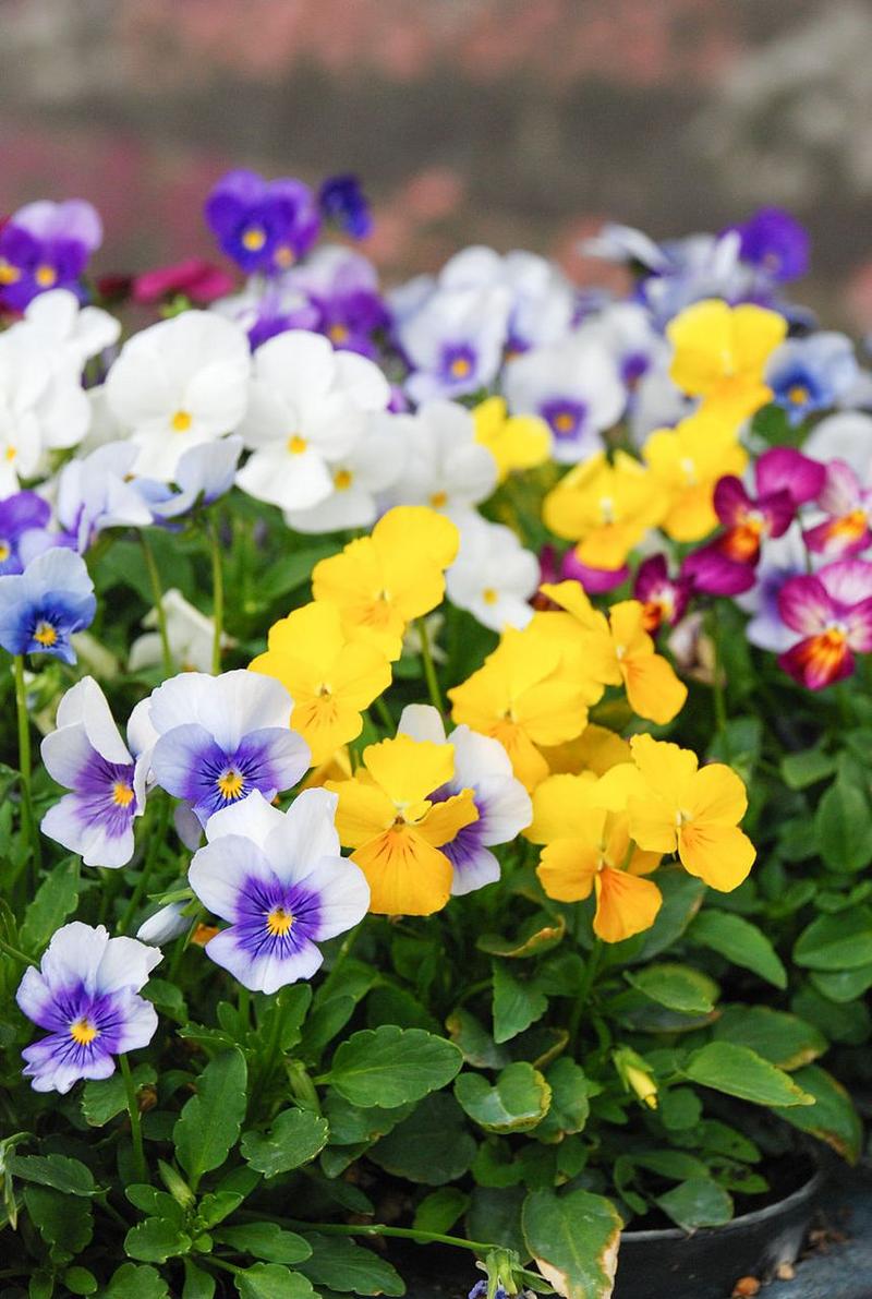 三色堇哪种品种颜值最高？-图2