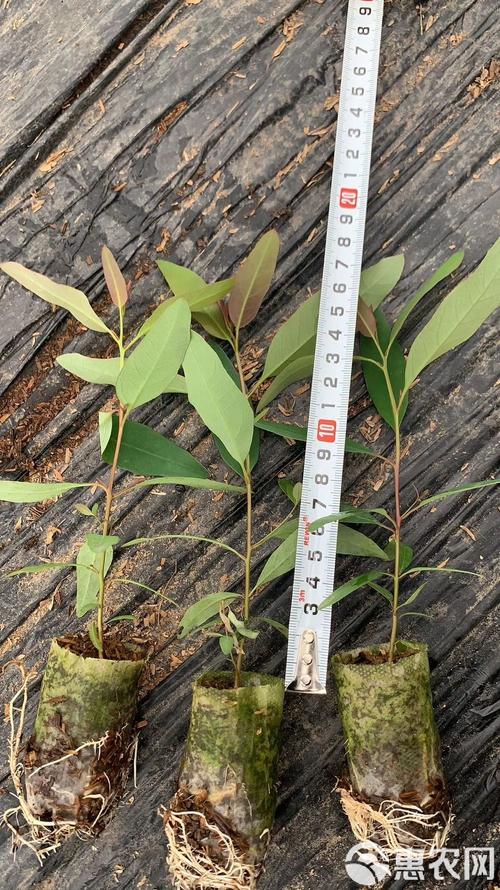 桉树29品种怎么样-图1