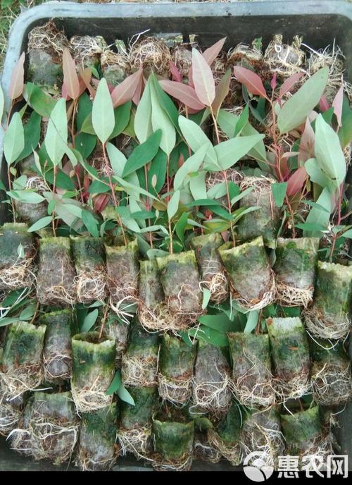 桉树29品种怎么样-图2