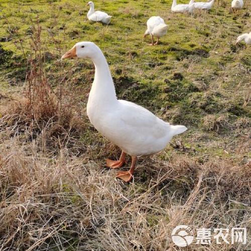 朗德鹅算不算大品种鹅？-图3