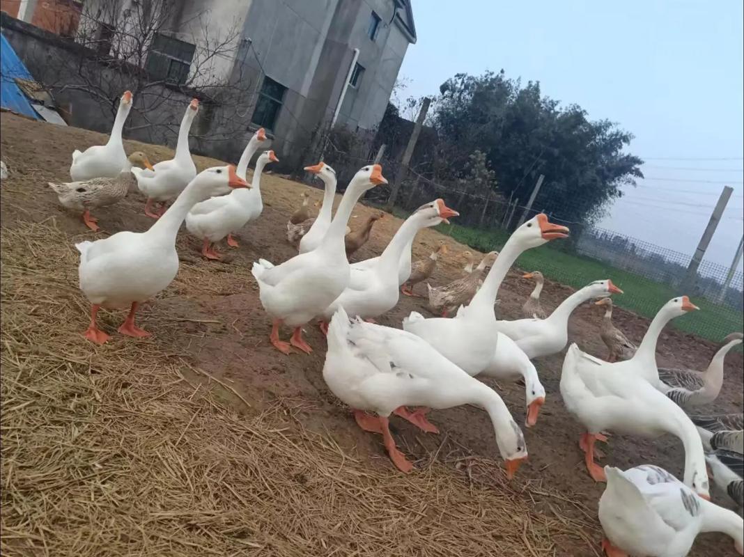 青储玉米秸秆喂鹅，技术要点有哪些？-图2