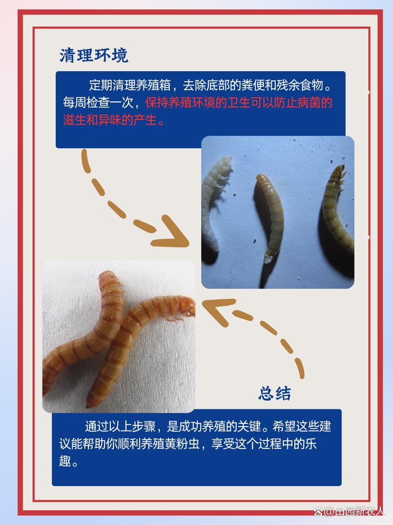 最新版黄粉虫养殖技术-图1