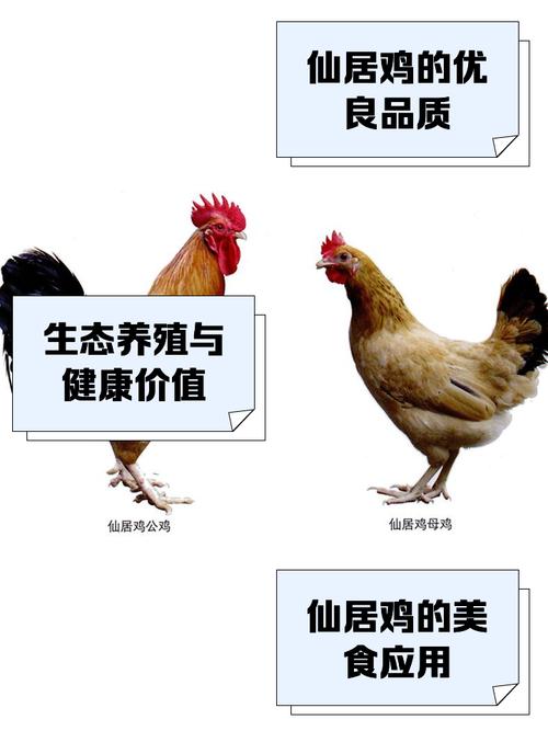 四川有哪些特色土鸡品种?-图2 四川有哪些特色土鸡品种?-图2