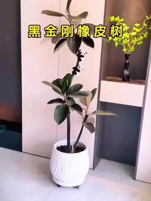 黑金刚橡皮树有哪些品种?-图2 黑金刚橡皮树有哪些品种?-图2