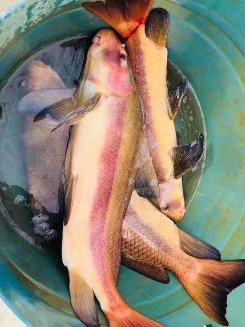 胭脂鱼有好几个品种-图2