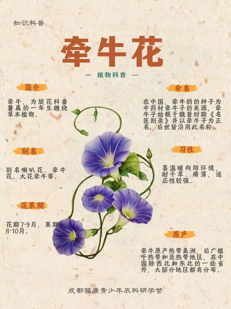 牵牛花品种到底有多少?-图1 牵牛花品种到底有多少?-图1