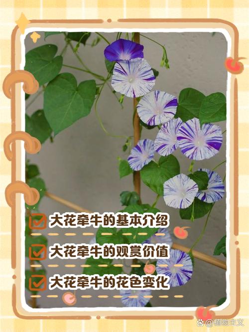 牵牛花品种到底有多少?-图2 牵牛花品种到底有多少?-图2