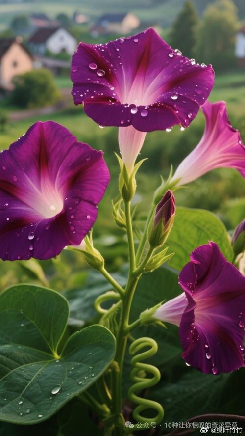 牵牛花品种到底有多少?-图3 牵牛花品种到底有多少?-图3