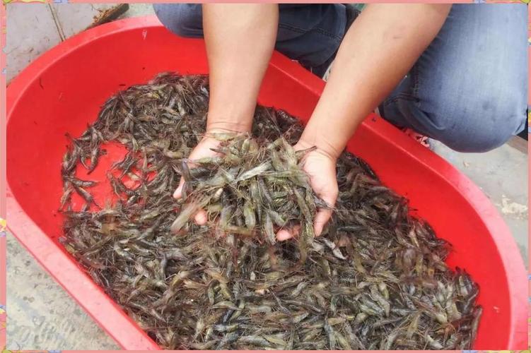 淡水青虾养殖技术视频，新手能学会吗？-图1