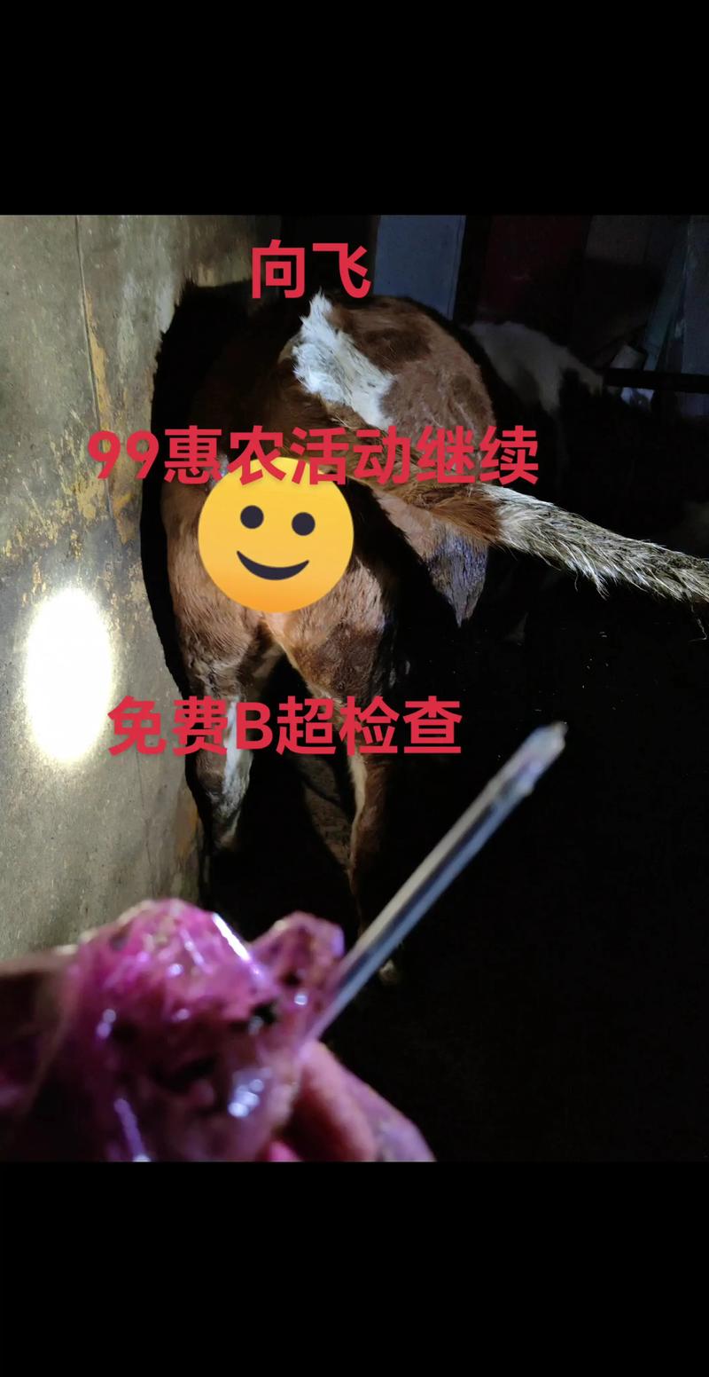 东北繁殖母牛养殖技术-图1