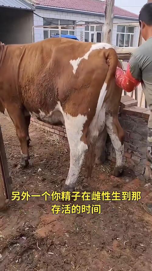 东北繁殖母牛养殖技术-图2