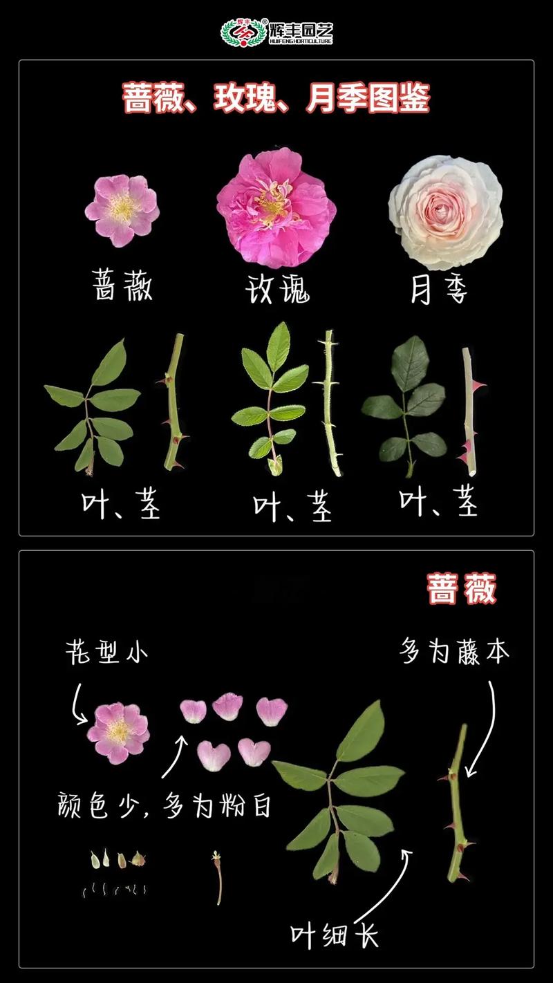 蔷薇大花品种前十名-图2