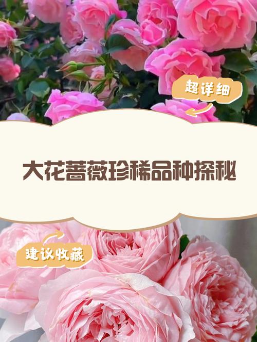 蔷薇大花品种前十名-图3