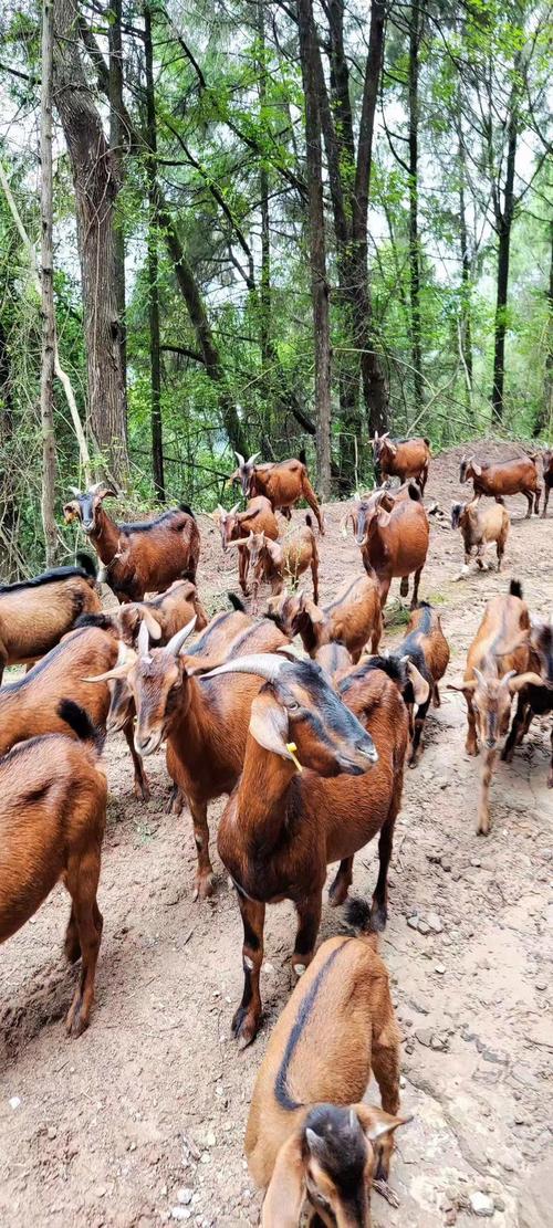 四川养羊选什么品种合适?-图1 四川养羊选什么品种合适?-图1