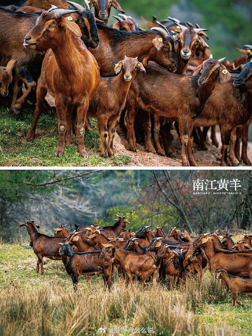 四川养羊选什么品种合适?-图3 四川养羊选什么品种合适?-图3