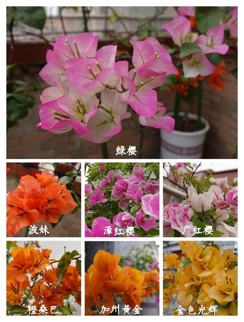 三角花究竟有多少品种？-图1