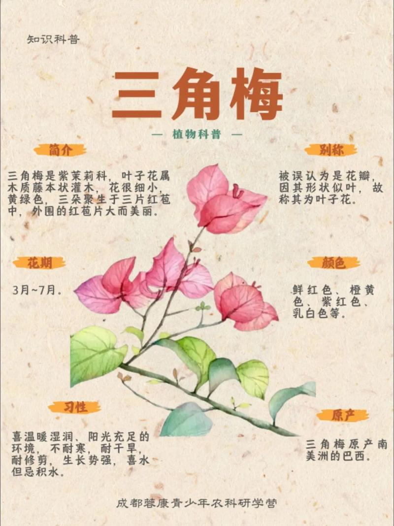 三角花究竟有多少品种？-图2