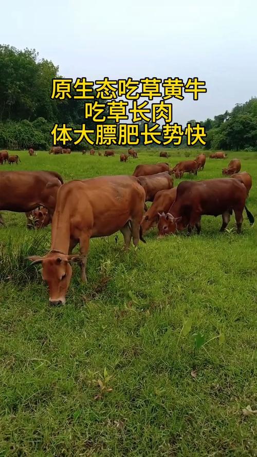 九江养什么品种的牛-图1 九江养什么品种的牛-图1