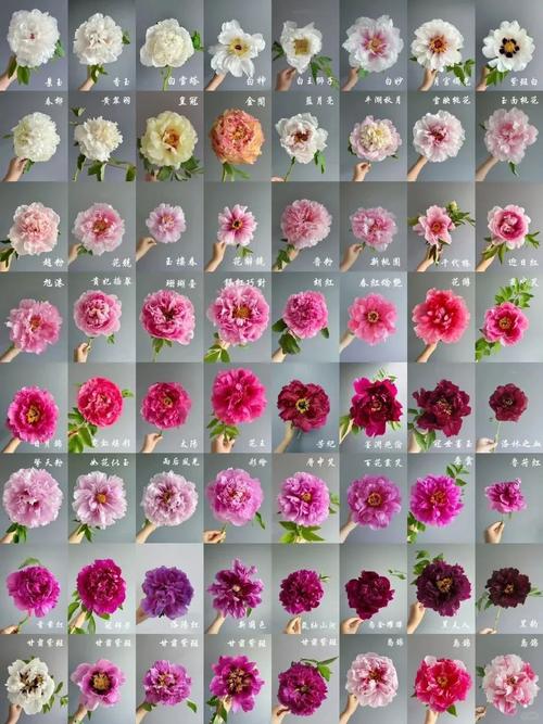 牡丹的六种栽培品种-图1