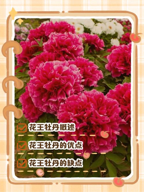 牡丹的六种栽培品种-图2