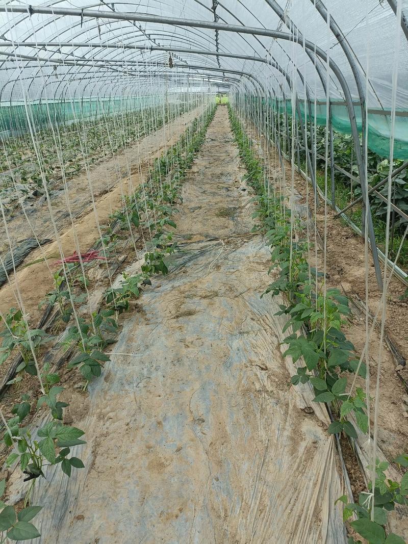 春季大棚豆角如何高产种植？-图1