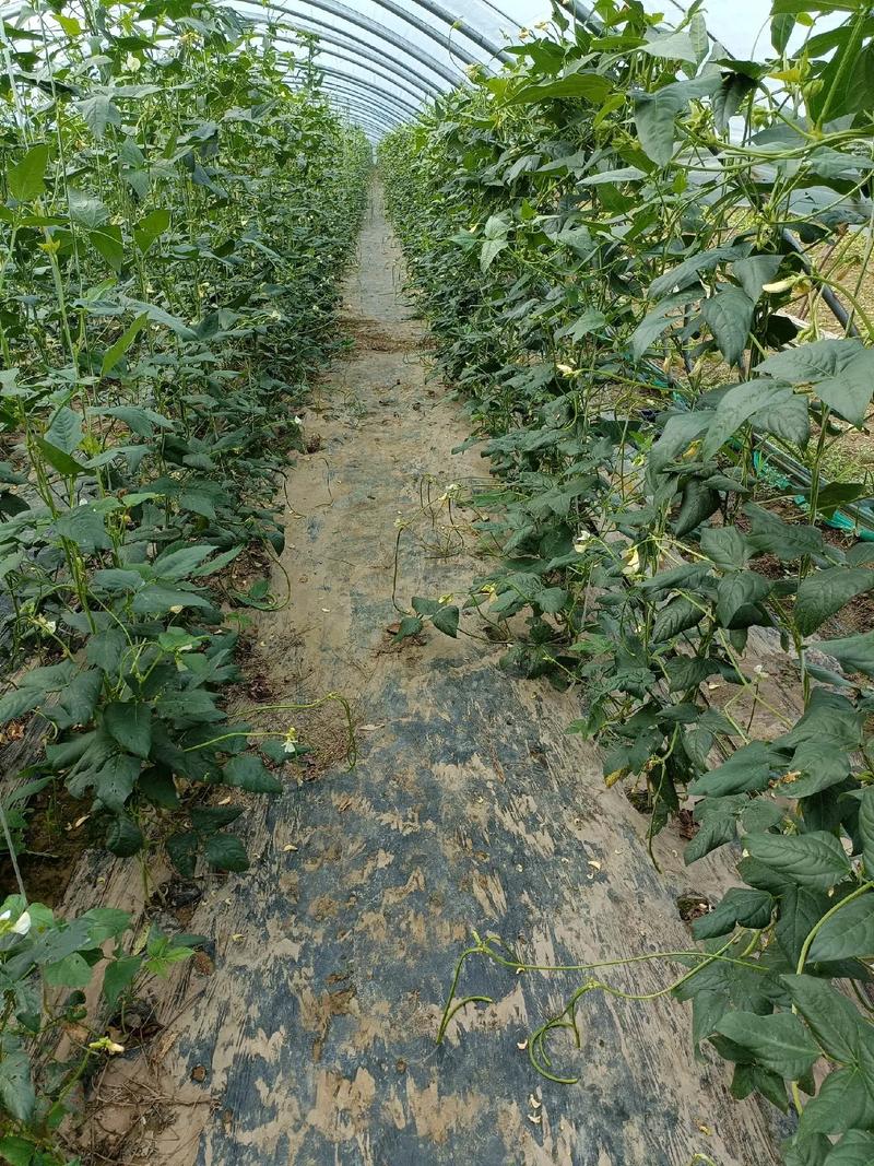 春季大棚豆角如何高产种植？-图3