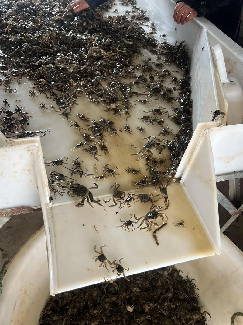 温室螃蟹养殖技术视频怎么学?-图1 温室螃蟹养殖技术视频怎么学?-图1