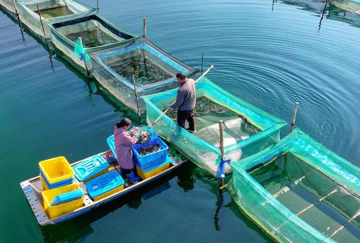 温室螃蟹养殖技术视频怎么学?-图2 温室螃蟹养殖技术视频怎么学?-图2