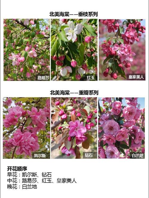 海棠花究竟有多少品种？-图1