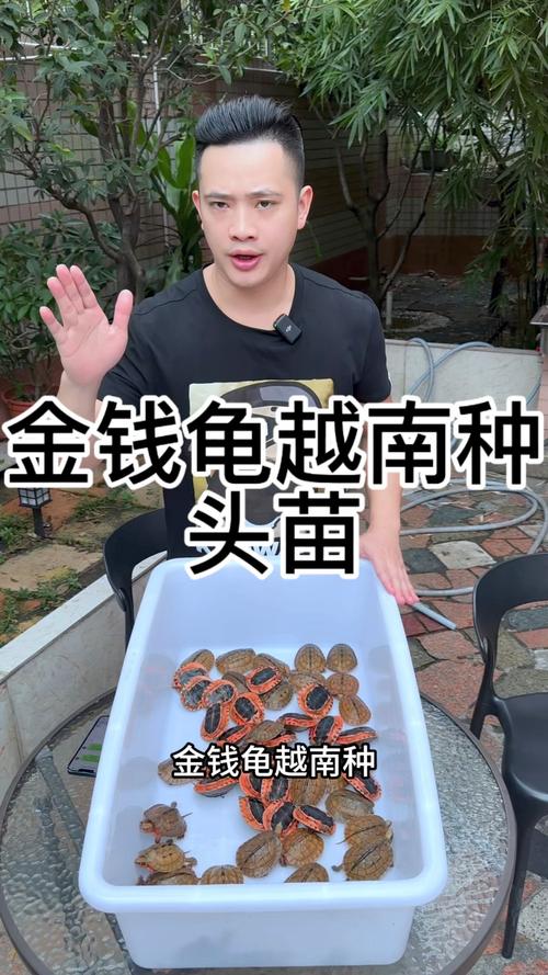 今年金钱龟苗价格究竟是多少?-图2 今年金钱龟苗价格究竟是多少?-图2