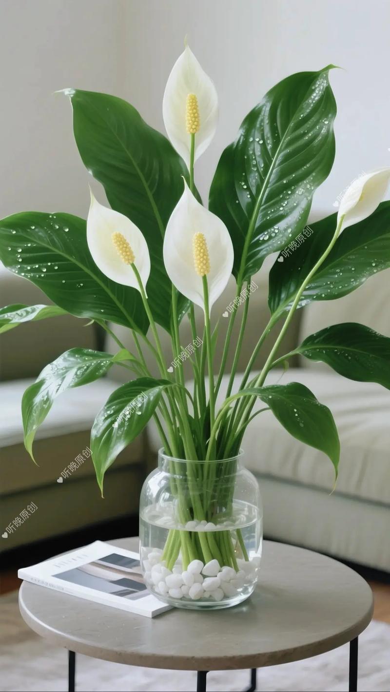 一帆风顺的品种分类-图1 一帆风顺的品种分类-图1