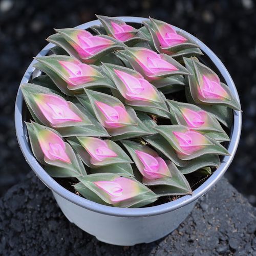 一帆风顺的品种分类-图2