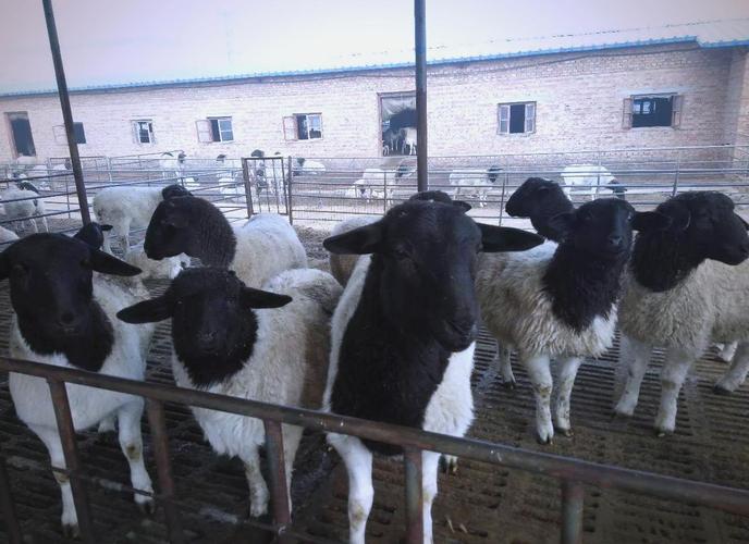 鲁西羊具体有多少个品种?-图1 鲁西羊具体有多少个品种?-图1