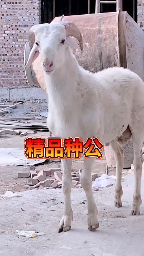 鲁西羊具体有多少个品种?-图2 鲁西羊具体有多少个品种?-图2