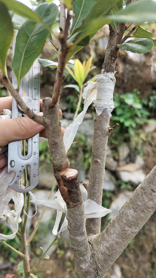 杨梅嫁接视频,新手如何快速掌握关键技术?-图2 杨梅嫁接视频,新手如何快速掌握关键技术?-图2