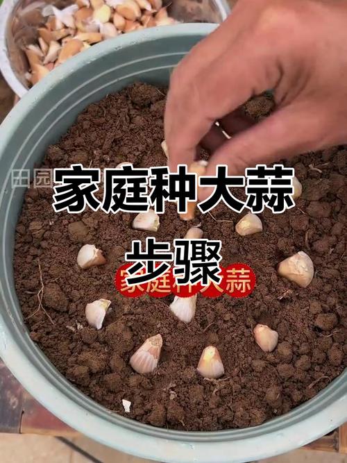 大蒜栽培管理技术视频，如何高效种植？-图1