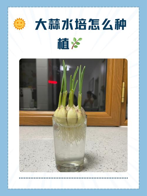 大蒜栽培管理技术视频，如何高效种植？-图2