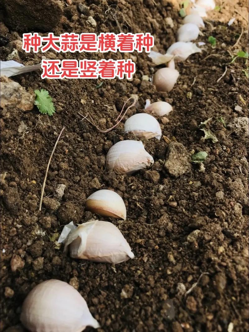 大蒜栽培管理技术视频，如何高效种植？-图3