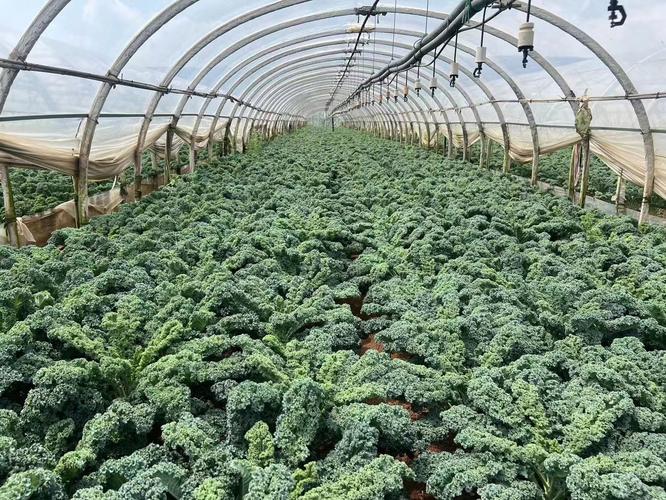 新型甘蓝种植技术视频-图2