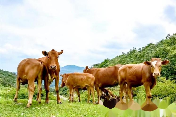 黄牛养殖技术视频播放-图2