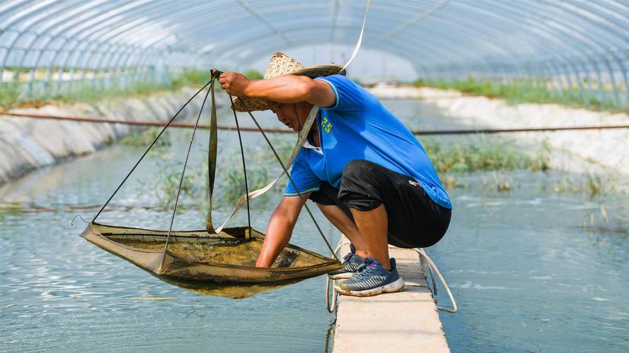 池塘养龙虾技术视频，哪些关键点需掌握？-图2