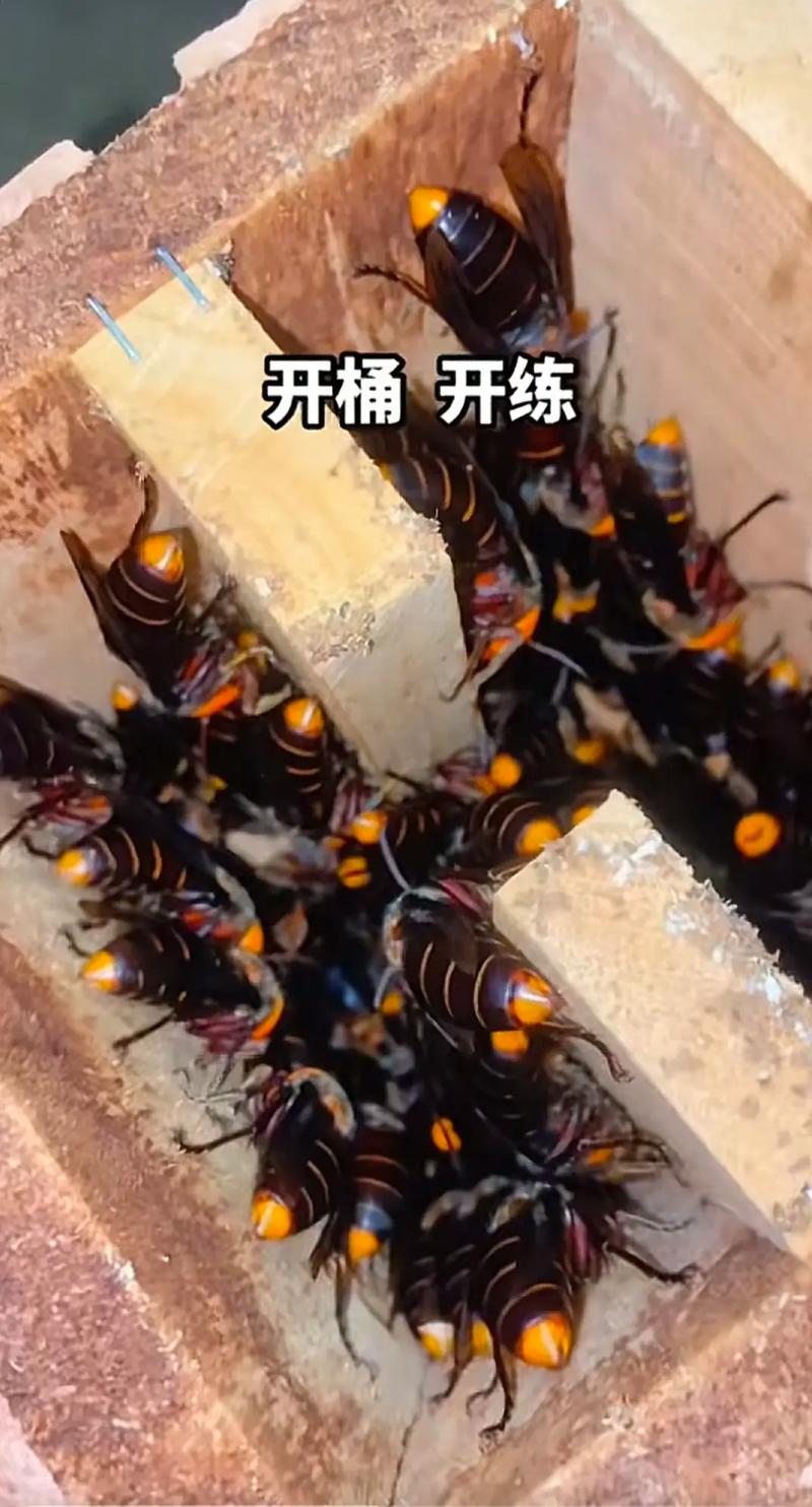 胡蜂人工养殖技术视频怎么学？-图2