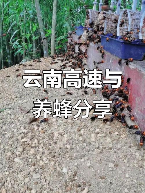 胡蜂人工养殖技术视频怎么学？-图3
