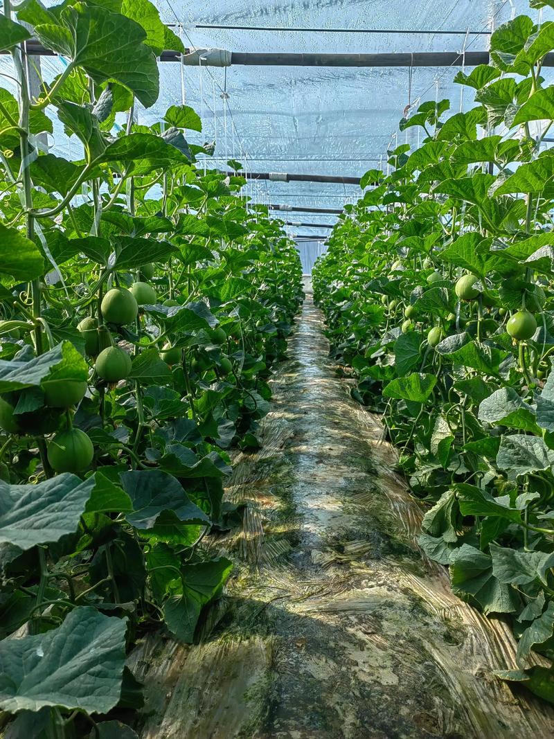 早春甜瓜种植视频有哪些关键技术?-图1 早春甜瓜种植视频有哪些关键技术?-图1