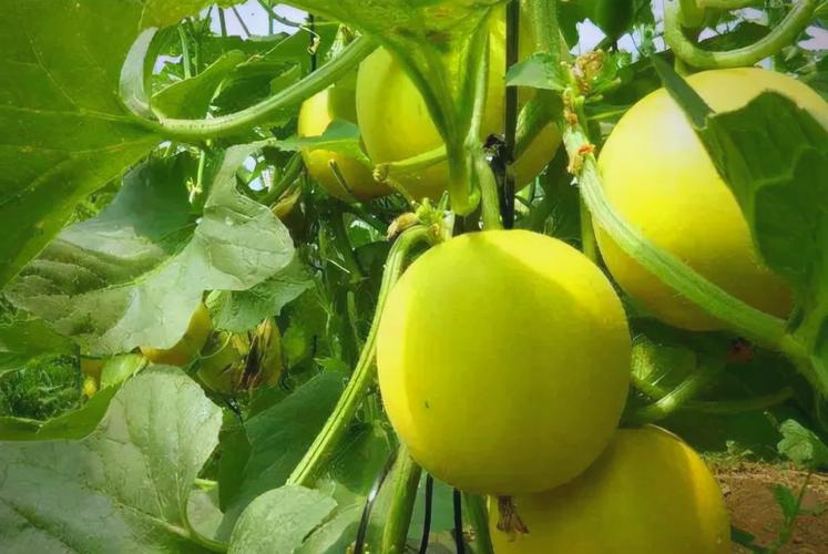 早春甜瓜种植视频有哪些关键技术?-图2 早春甜瓜种植视频有哪些关键技术?-图2